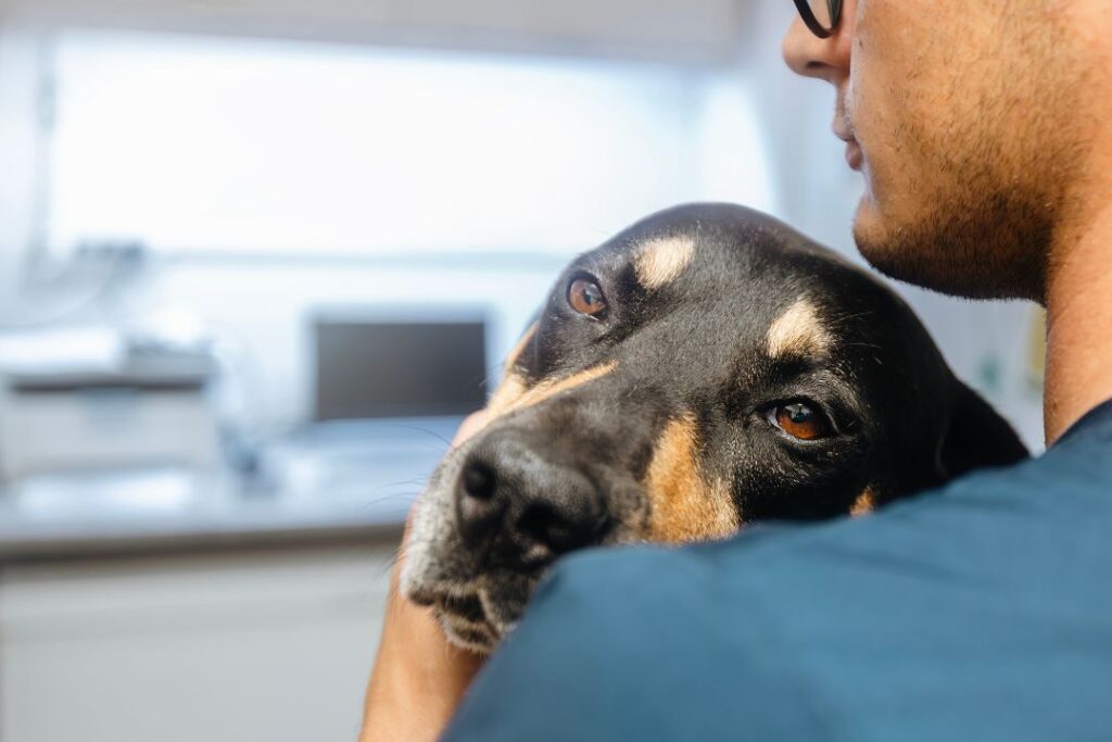 Perros con miedo a los petardos y fuegos artificiales El poder del contacto físico y la calma del tutor con el perro