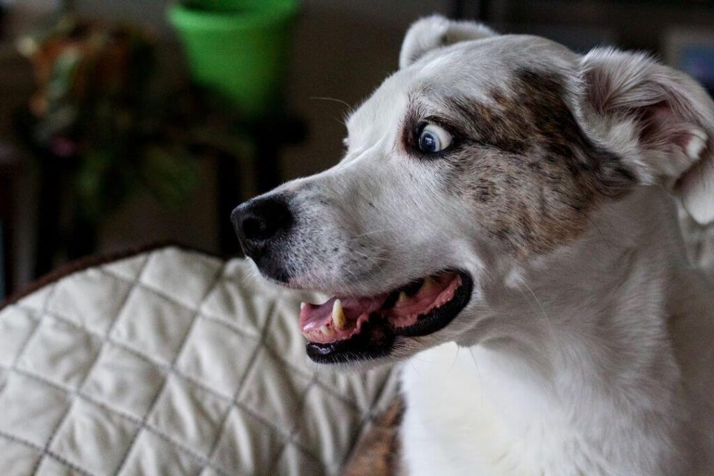 Perros con miedo a los petardos y fuegos artificiales Errores comunes al manejar el miedo a los petardos