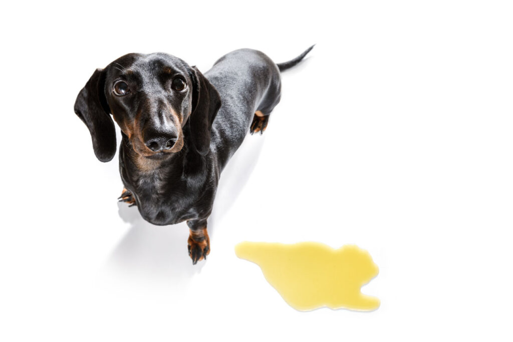 Ansiedad por separación en perros: causas, síntomas y cómo tratarla prevenir ansiedad por separacion en perros