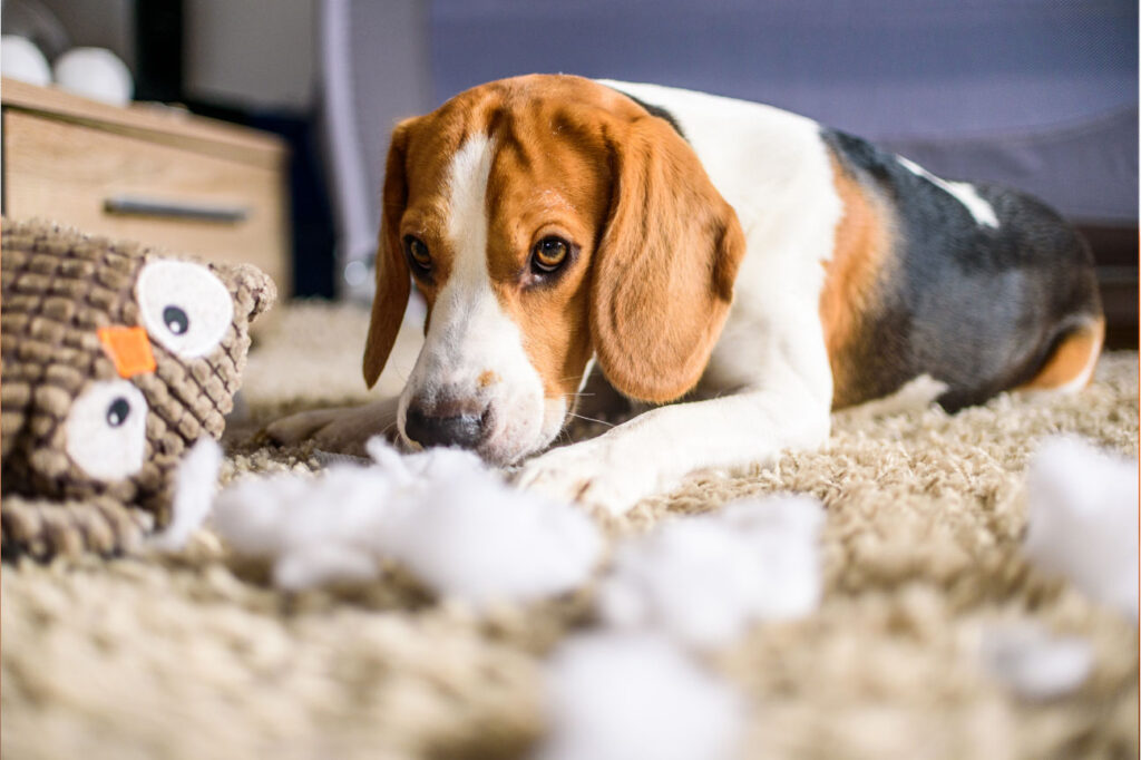 Ansiedad por separación en perros: causas, síntomas y cómo tratarla sintomas ansiedad separacion en perros 1