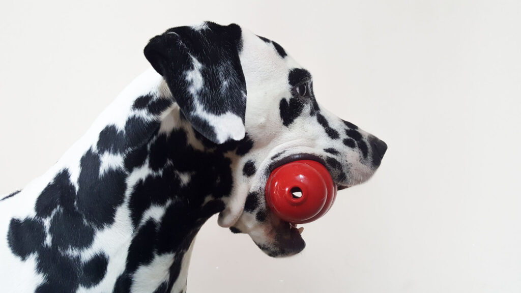 Ansiedad por separación en perros: causas, síntomas y cómo tratarla Tratamientos efectivos para la ansiedad por separación en perros