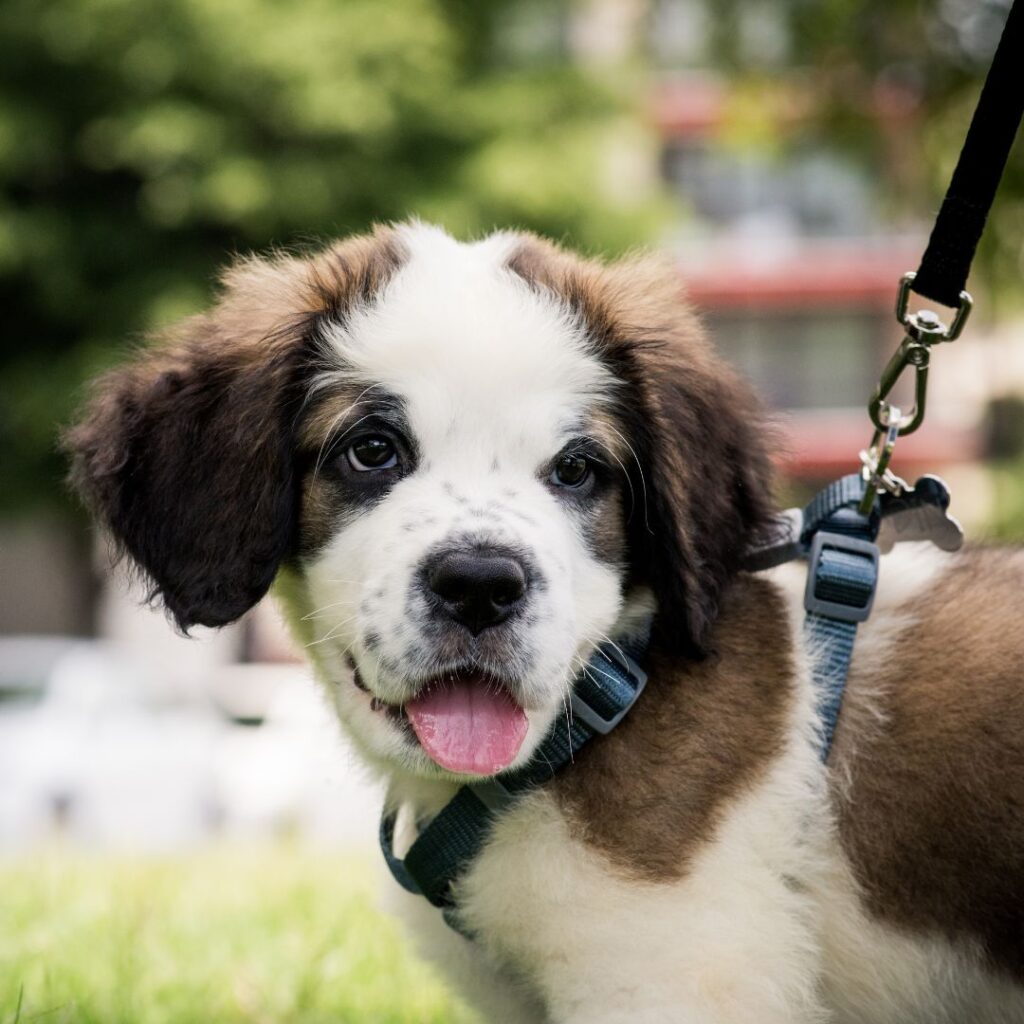 Cómo preparar la llegada de un cachorro a casa comprar materiales necesarios para la llegada de un cachorro