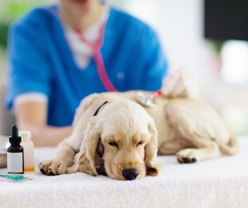 Cómo preparar la llegada de un cachorro a casa primer control veterinario de nuestro cachorro