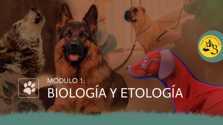 curso-adiestrador-modulo-1 curso-adiestrador-modulo-1