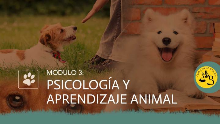 curso-adiestrador-modulo-3 curso-adiestrador-modulo-3