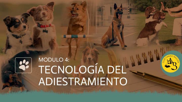 curso-adiestrador-modulo-4 curso-adiestrador-modulo-4