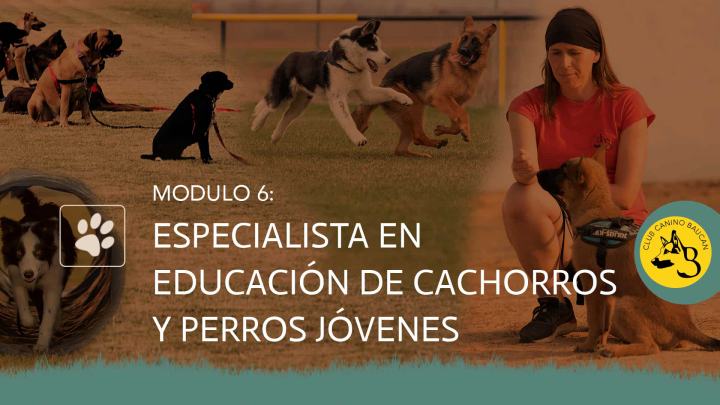 curso-adiestrador-modulo-6 curso-adiestrador-modulo-6