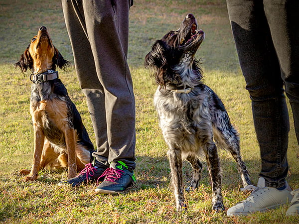 grupo obediencia deportiva canina grupo obediencia deportiva canina