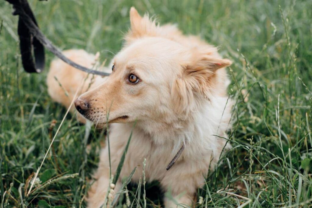 Como Pasear a un Perro Miedoso identificación de situaciones estresantes en el paseo
