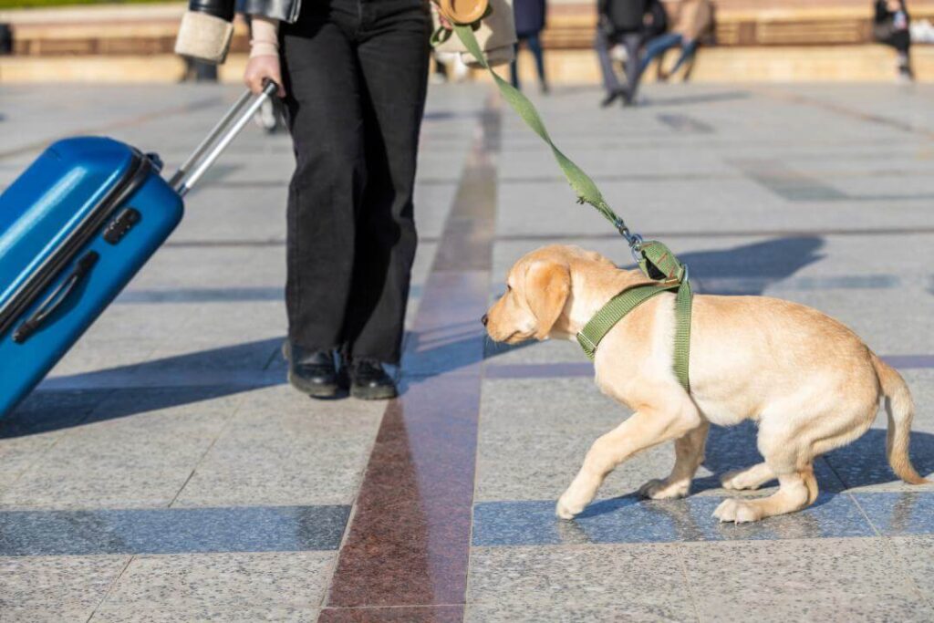 Como Pasear a un Perro Miedoso usar equipamiento de paseo adecuado