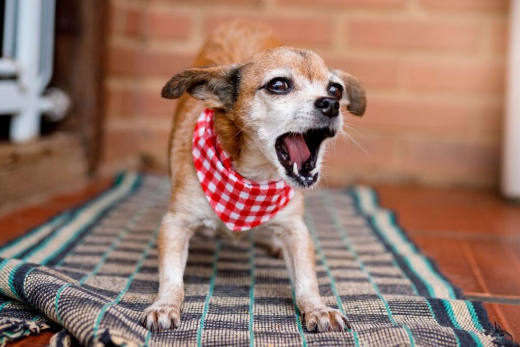 Cómo acostumbrar a tu perro a las visitas ignora ladridos iniciales de tu perro