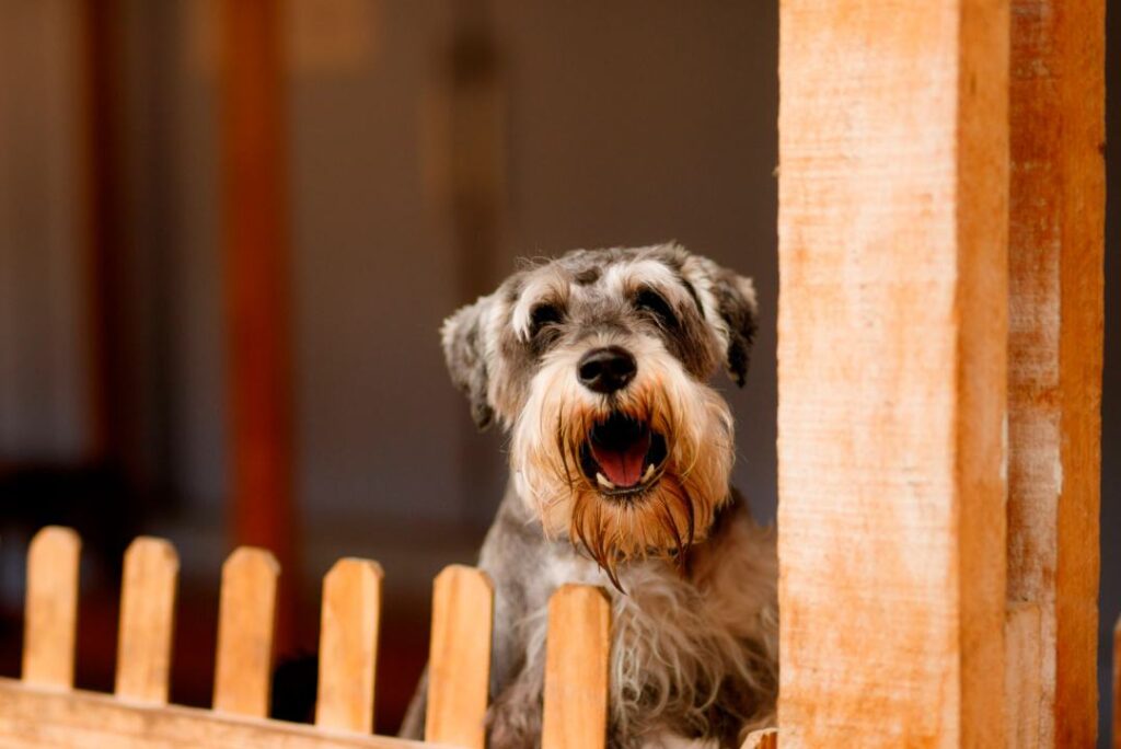 Cómo acostumbrar a tu perro a las visitas señales estrés y ansiedad en tu perro