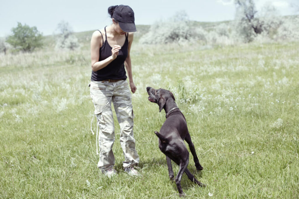 Cómo adiestrar a un perro agresivo: Guía completa utiliza el refuerzo positivo en perro agresivo