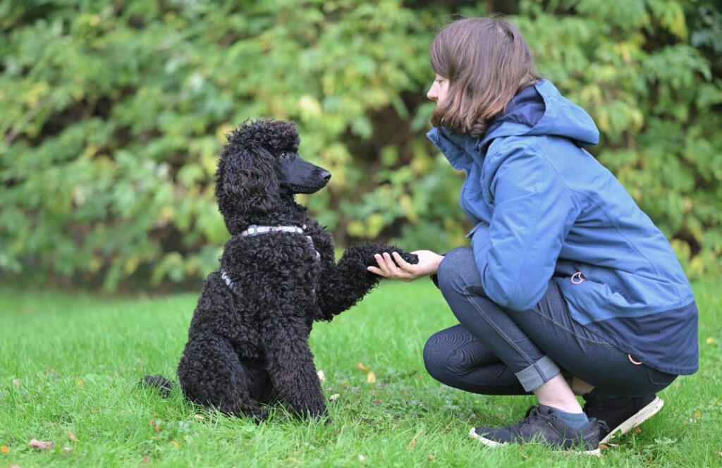 Factores clave que influyen en el comportamiento canino etapas desarrollo socialización temprana canina