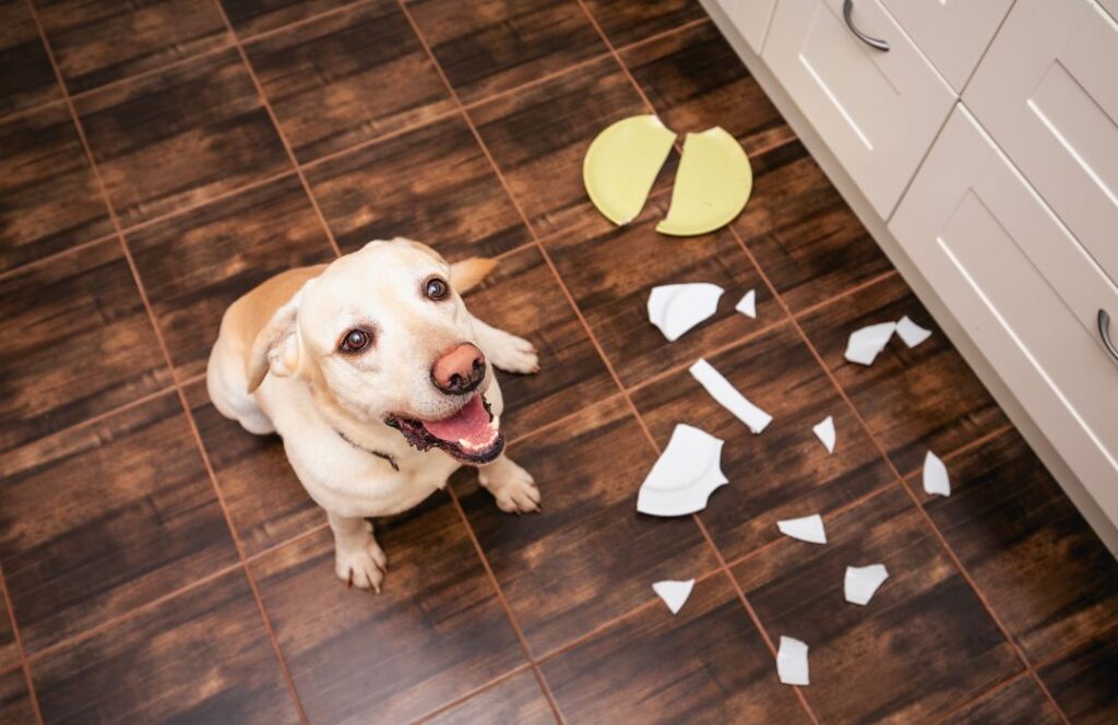 Factores clave que influyen en el comportamiento canino factores condicionan comportamiento canino