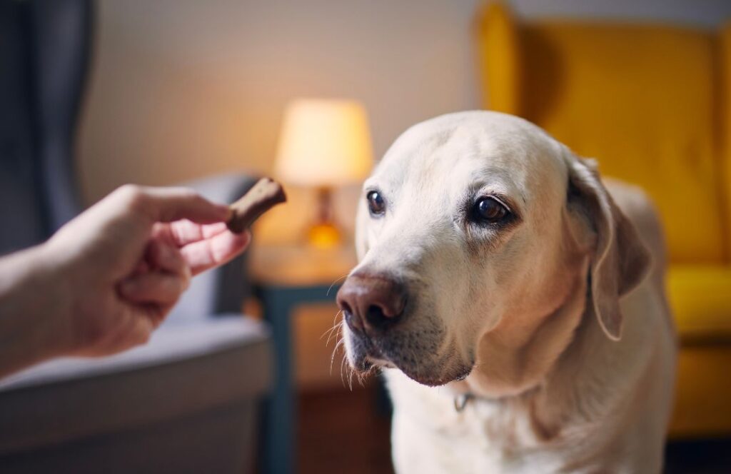 Factores clave que influyen en el comportamiento canino perro premiado por buen comportamiento