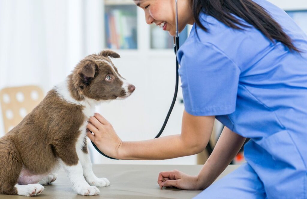 Importancia de la socialización temprana en cachorros beneficios de socialización temprana en cachorros en el veterinario