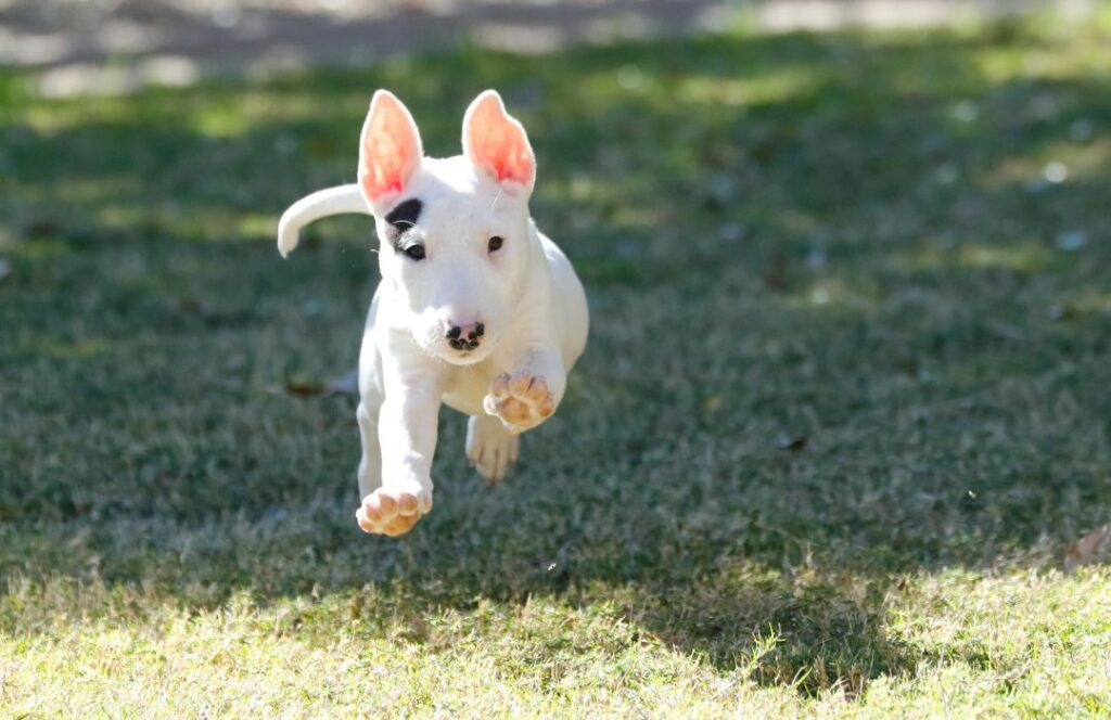 Importancia de la socialización temprana en cachorros cachorro corriendo socialización temprana