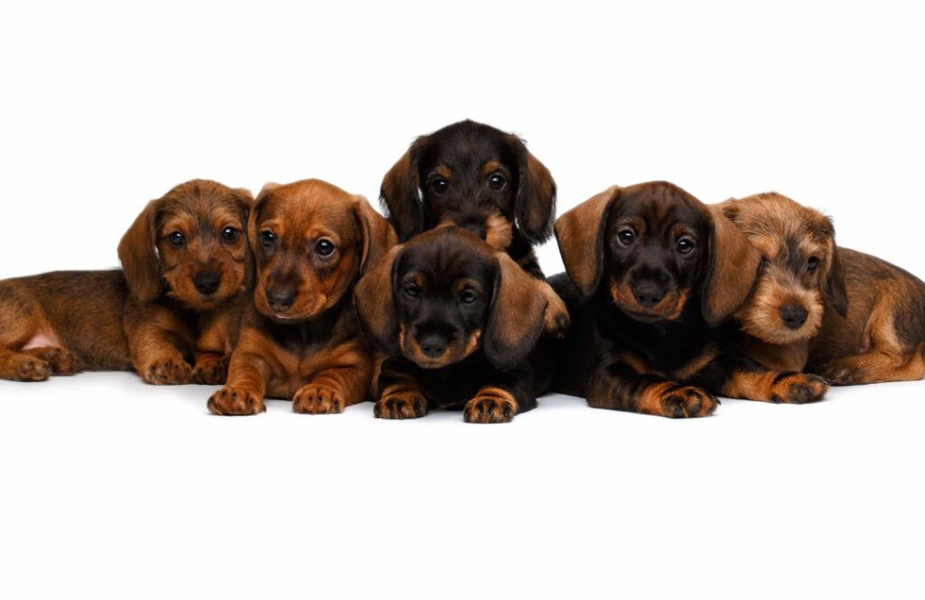 Importancia de la socialización temprana en cachorros camada de cachorros socialización temprana