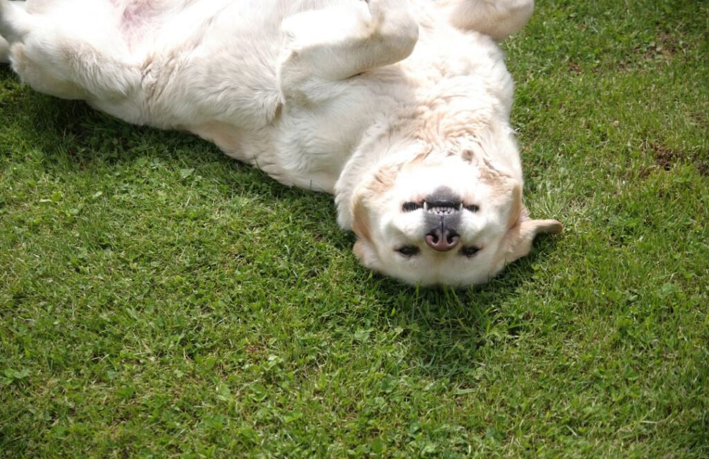 Órdenes básicas de obediencia canina claves de obediencia canina estando tumbado
