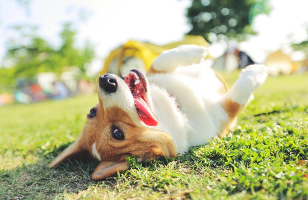 Órdenes básicas de obediencia canina claves para enseñar a tu perro sin frustración