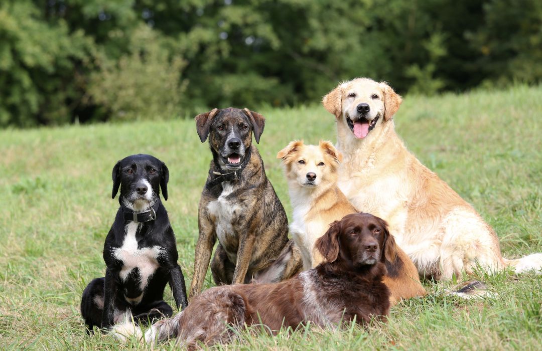 Cómo enseñar a tu perro a no ladrar con educación positiva como enseñar a tu perro a no ladrar