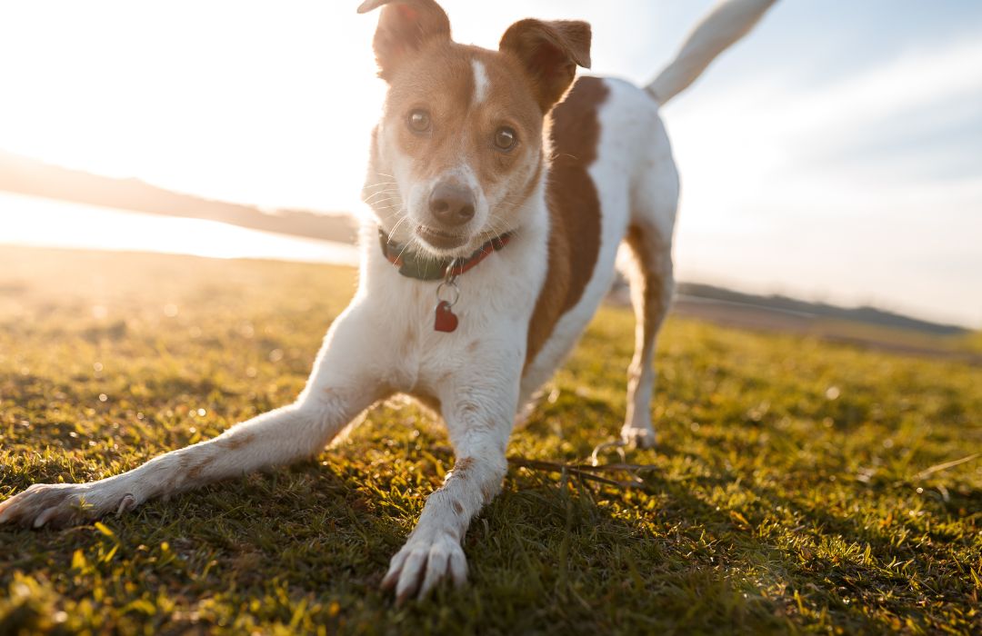 Órdenes básicas de obediencia canina ordenes básicas de obediencia canina