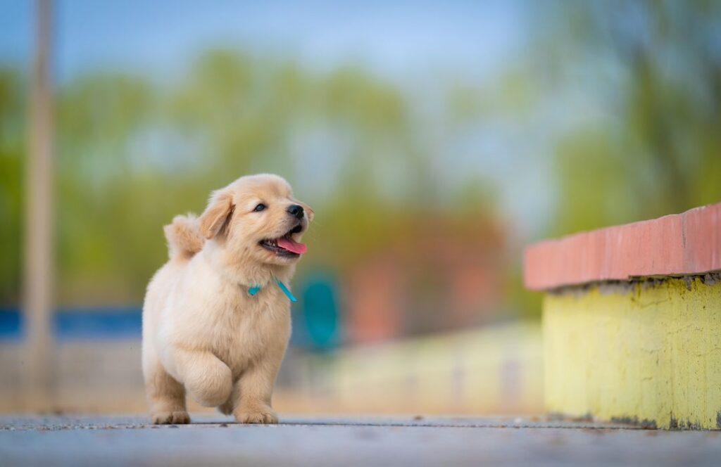 Órdenes básicas de obediencia canina perro adiestrado sin frustración
