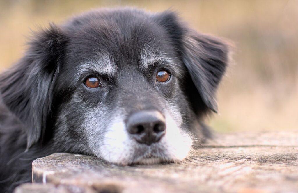 Cómo enseñar a tu perro a no ladrar con educación positiva perro ladra cuando se aburre
