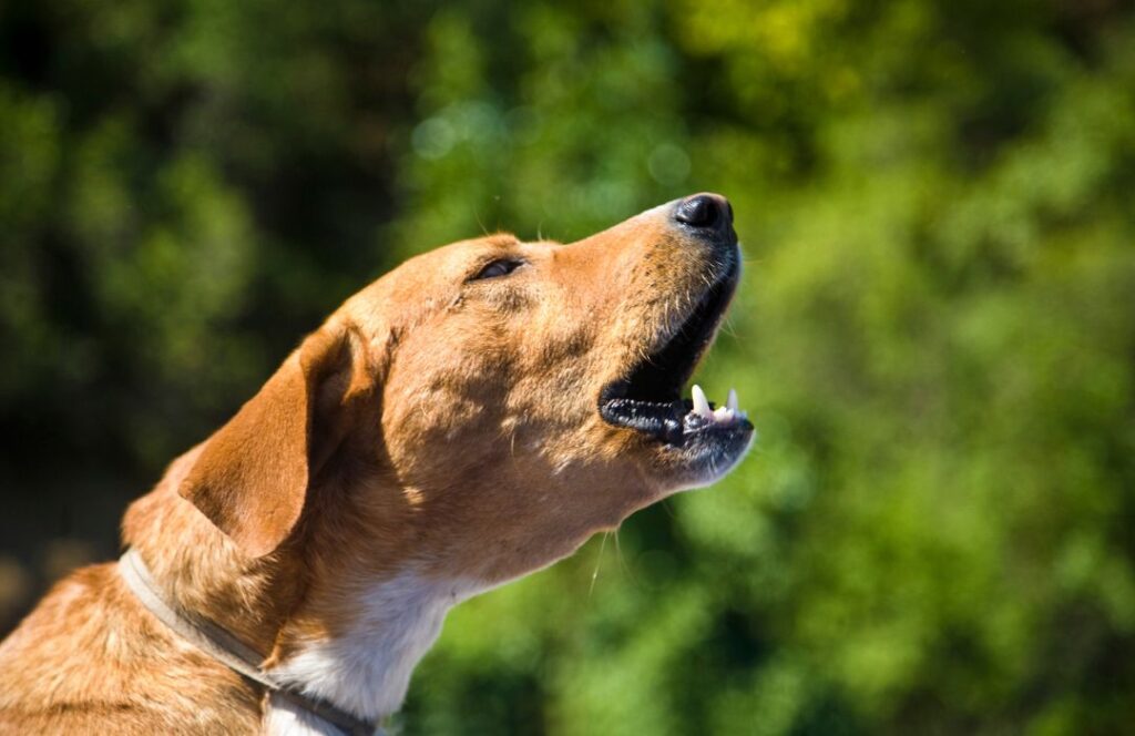 Cómo enseñar a tu perro a no ladrar con educación positiva errores comunes para que tu perro ladre más