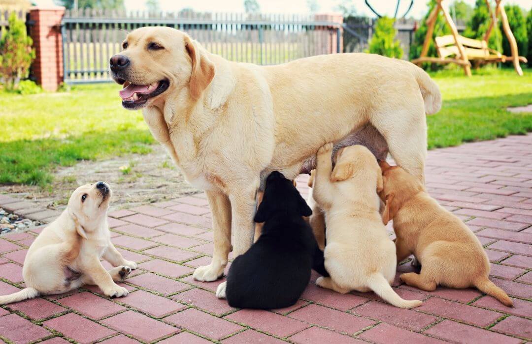 Etapas de desarrollo del perro: desde que nace hasta la edad adulta etapas desarrollo canino