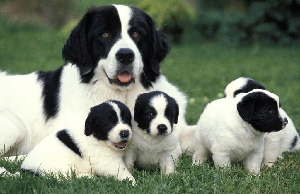 Etapas de desarrollo del perro: desde que nace hasta la edad adulta periodos de crecimiento en perros