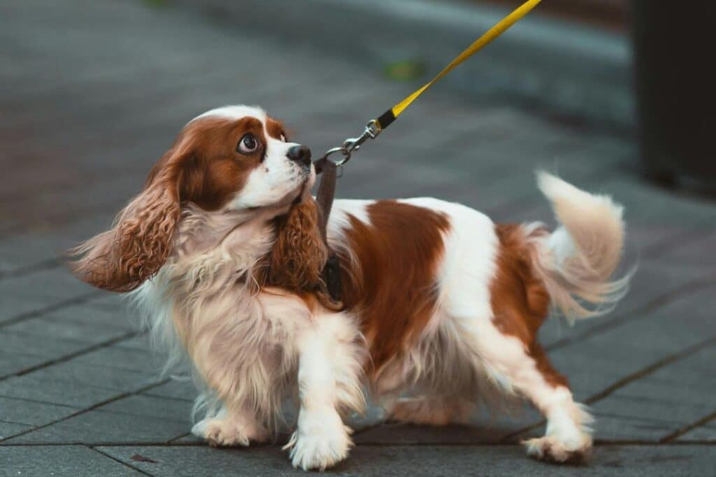 Por qué mi perro tira de la correa Cómo saber por qué tira de la correa tu perro