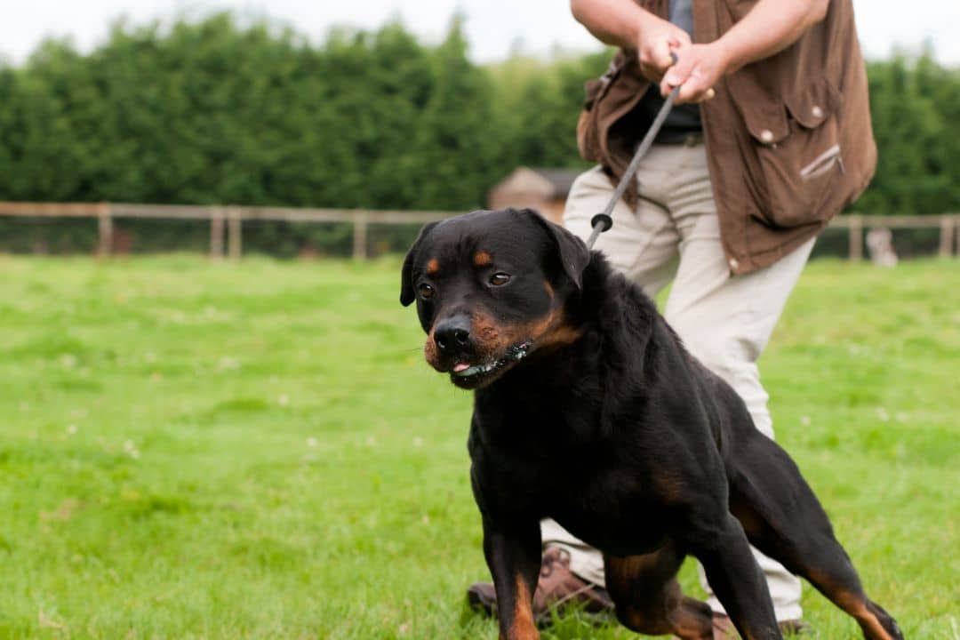 Por qué mi perro tira de la correa Porque mi perro tira de la correa