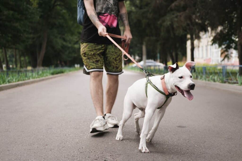 Por qué mi perro tira de la correa que hacer si tu perro tira de la correa